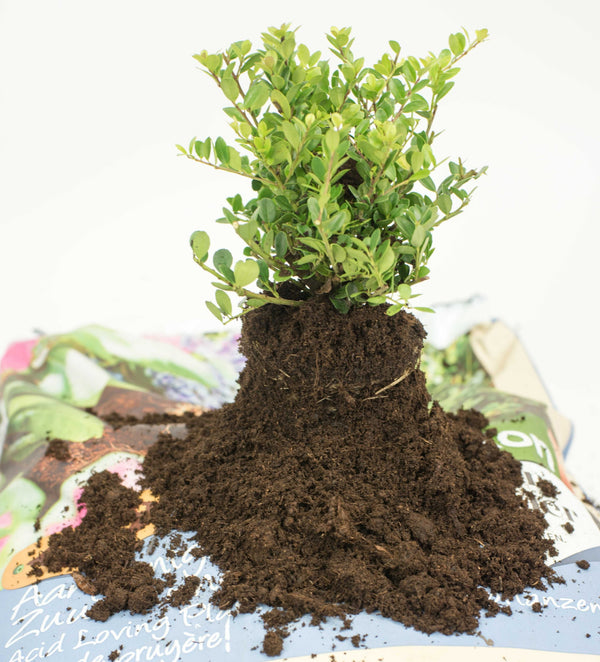 Mijn Ilex verkleurt bruin of geel: wat te doen?