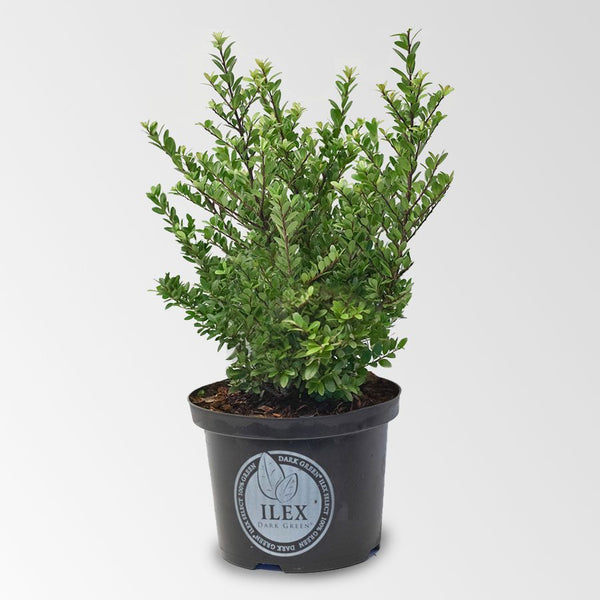 Ilex 50 – 60 cm
