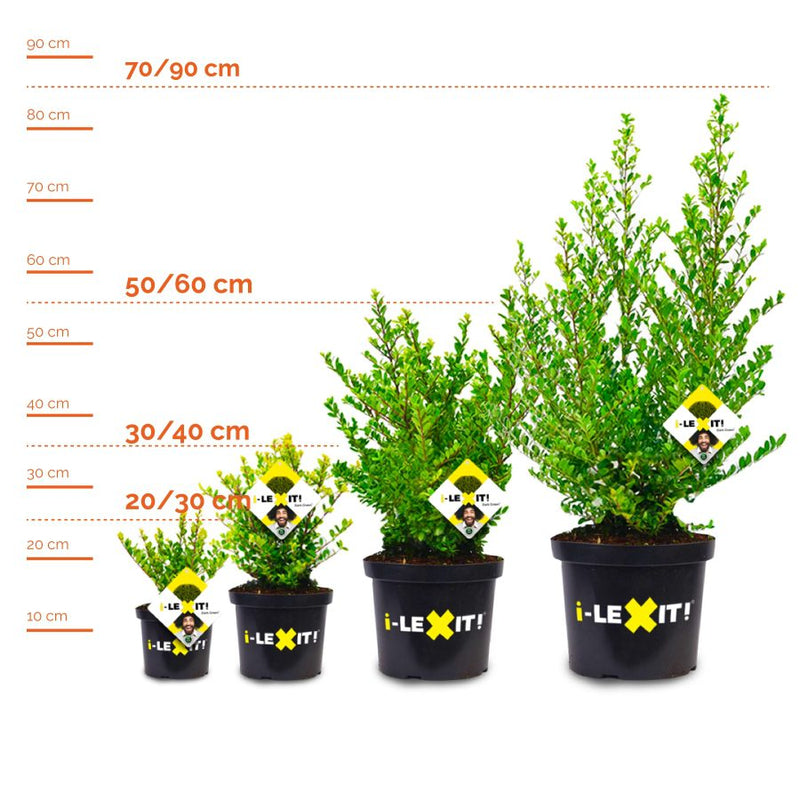 Haagplanten