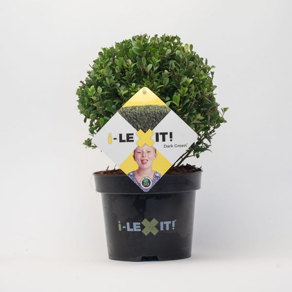 Ilex Bol – Ø15 cm