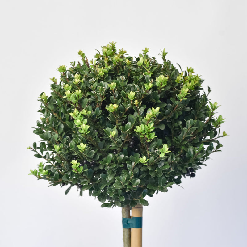 Ilex