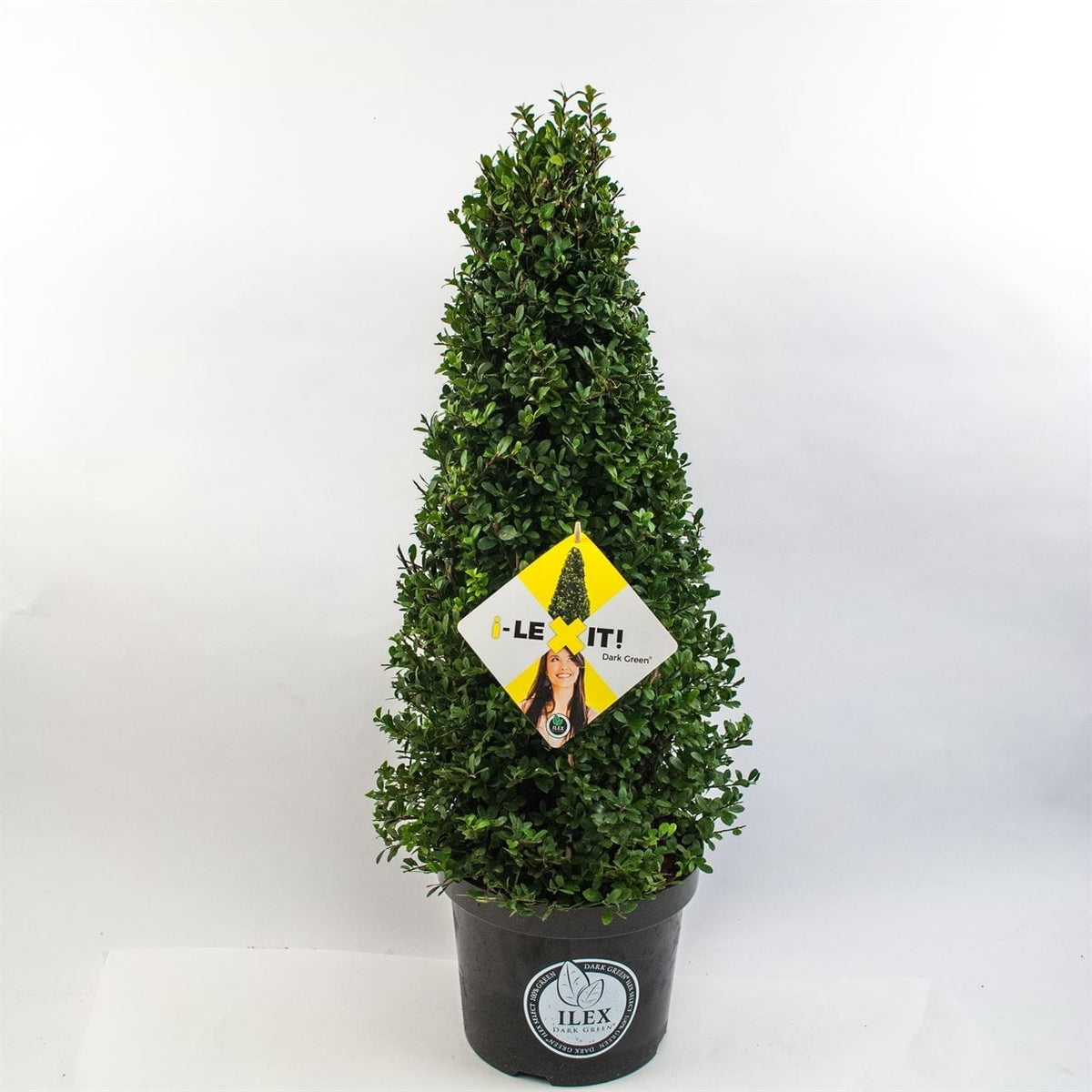 Ilex Kegel – 30/+ cm