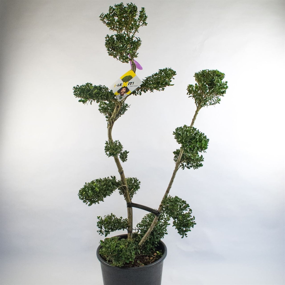 Ilex Bonsai 100 cm