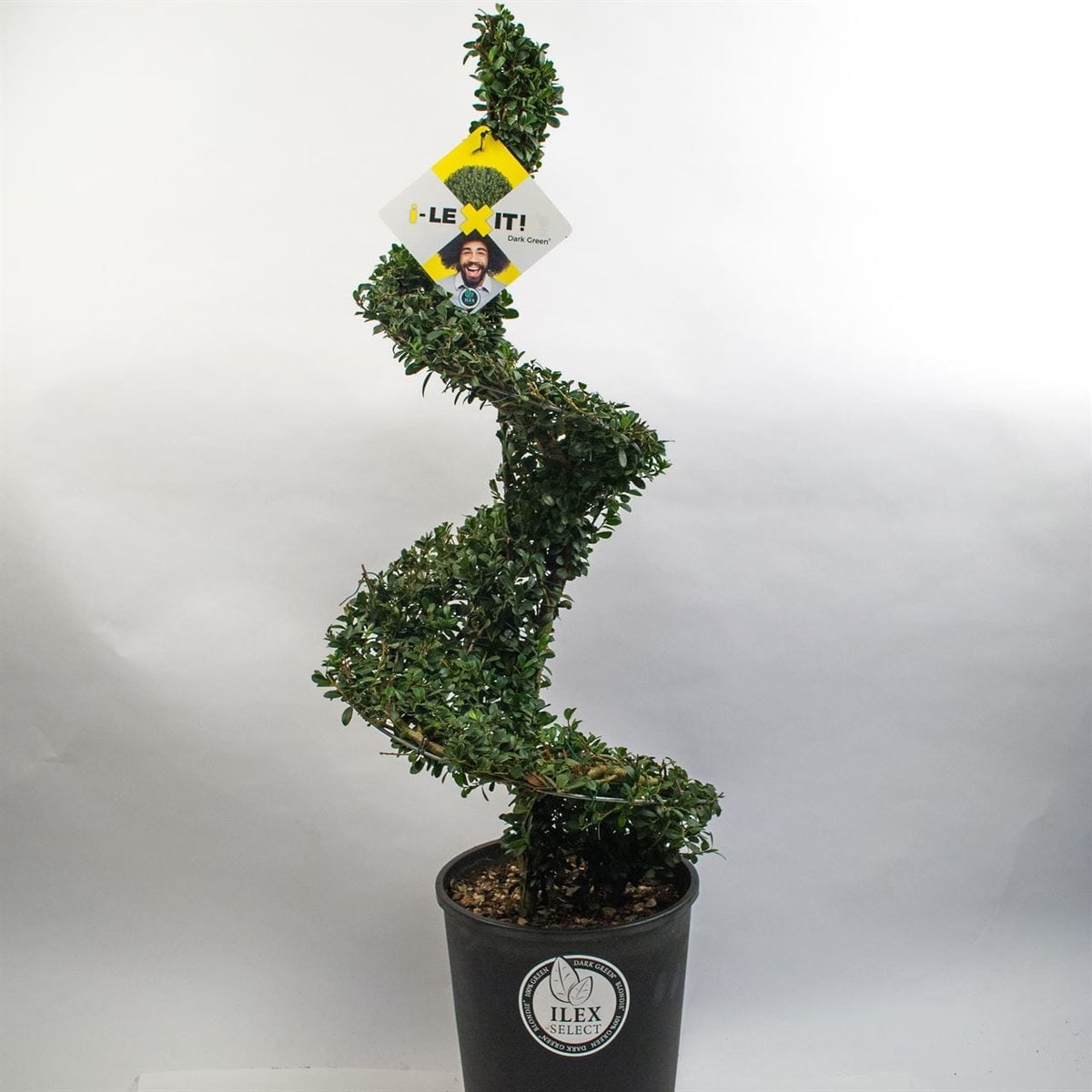 Ilex Spiraal 90 – 100 cm – Metalen frame