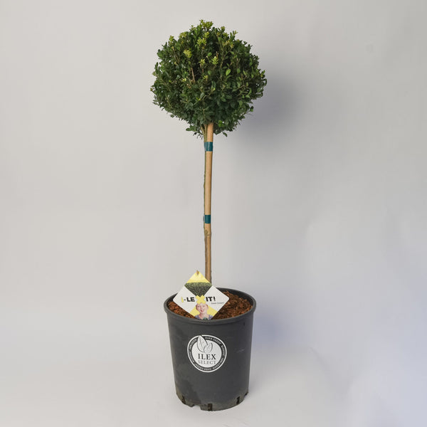 Ilex bol op stam – Stam 50 cm – Ø25 cm+