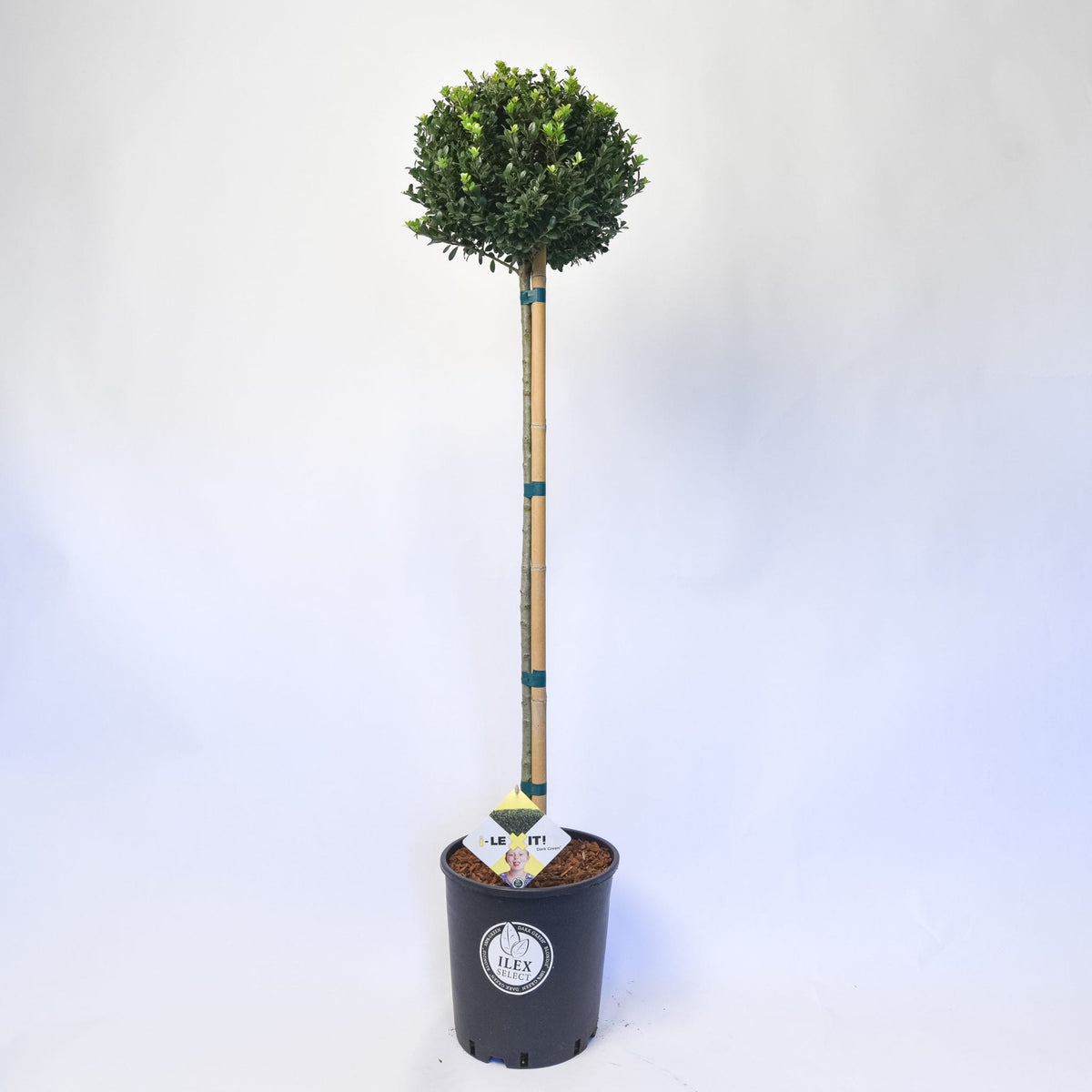 Ilex bol op stam – Stam 80 cm – Ø25 cm+