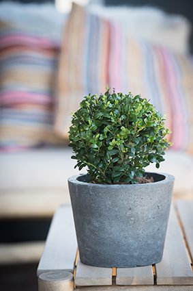Ilex snoeien, hoe doe ik dit?