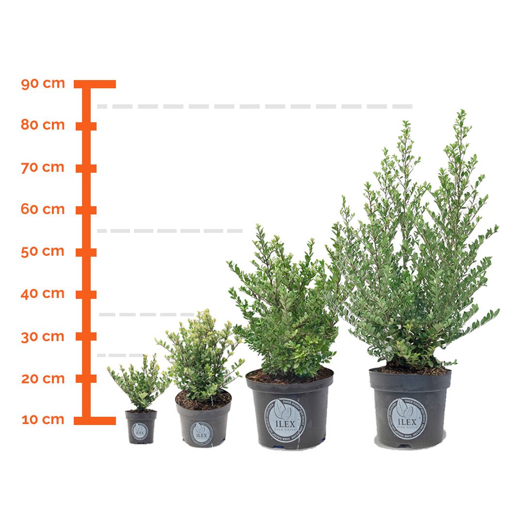 De potmaten van onze Ilex