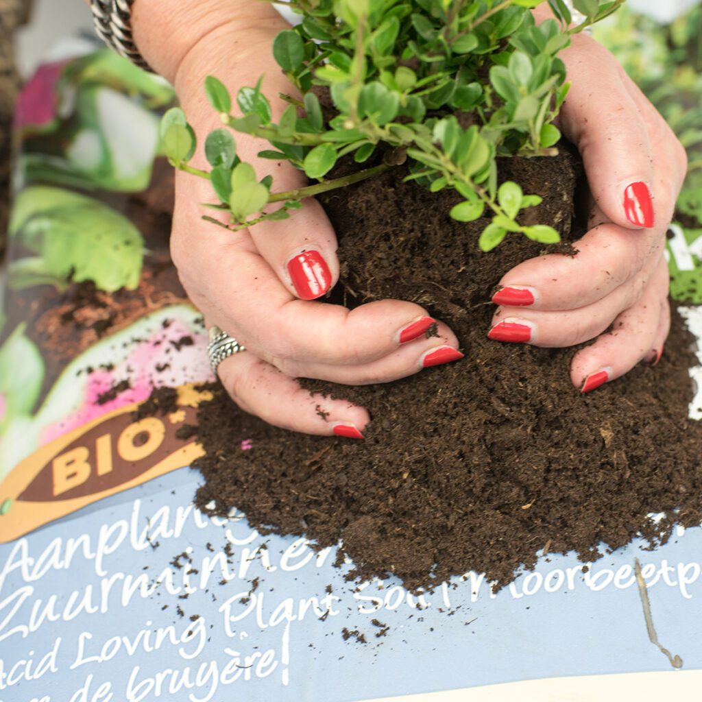 Ilex planten, hét stappenplan!