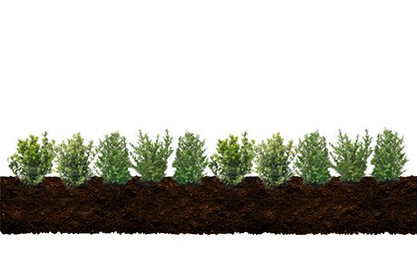 Ilex haag, welke heb ik nodig?