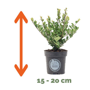 Ilex haagplanten 4