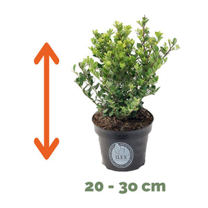 Ilex haagplanten 5