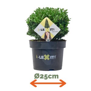 Ilex Bol – Ø25 cm 2