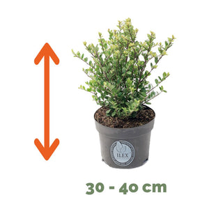 Ilex 30 – 40 cm 2