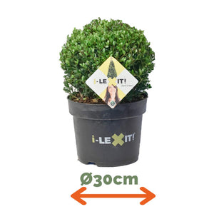 Ilex Bol – Ø30 cm 2