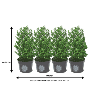 Ilex 40 – 50 cm 3