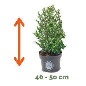 Ilex 40 – 50 cm 2