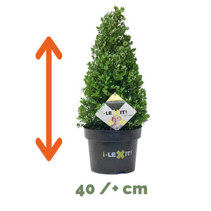 Ilex Kegel – 40/+ cm 2