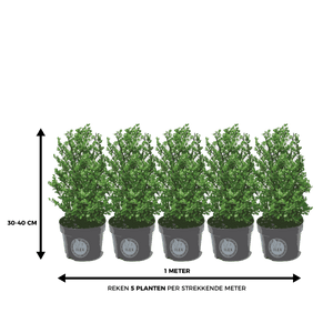Ilex 30 – 40 cm 3