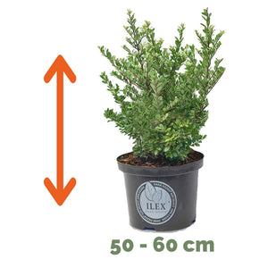 Ilex 50 – 60 cm 2