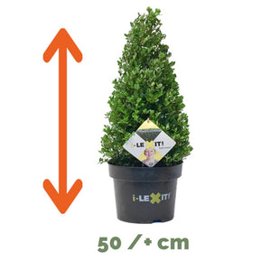 Ilex Kegel – 50/+ cm 2