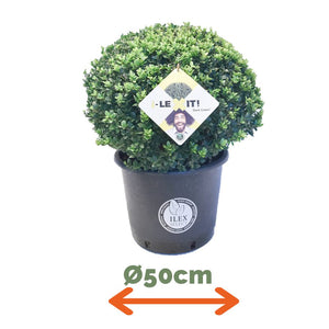 Ilex Bol – Ø50 cm 2