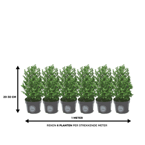 Ilex 20 – 30 cm 3