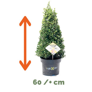 Ilex kegels 6