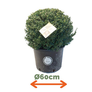 Ilex Bol – Ø60 cm 2