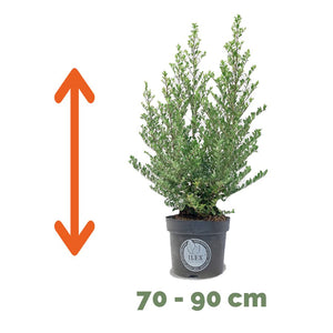 Ilex 70 – 90 cm 2