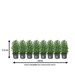 Ilex 15 – 20 cm 3