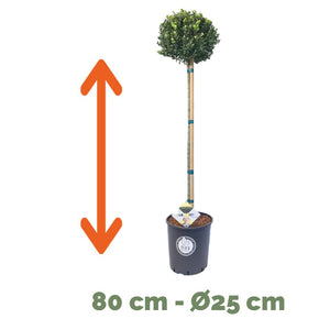 Ilex bol op stam – Stam 80 cm – Ø25 cm+ 2