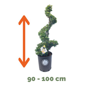 Ilex Spiraal 90 – 100 cm 2