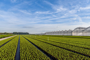 Ilex 70 – 90 cm 4