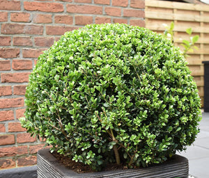 Ilex Bol – Ø25 cm 3