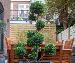 Ilex Bonsai 100 cm 2