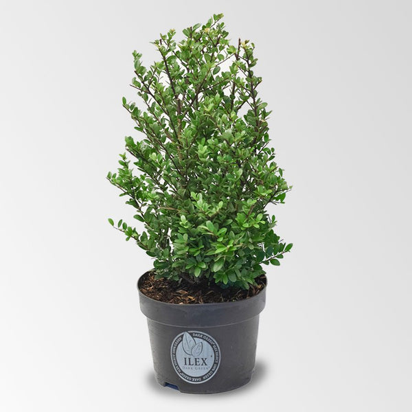 Ilex 40 – 50 cm