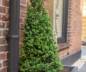Ilex Kegel – 50/+ cm 3