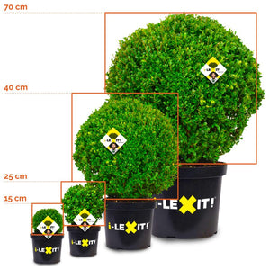 Ilex Bollen 1