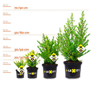 Ilex haagplanten 1
