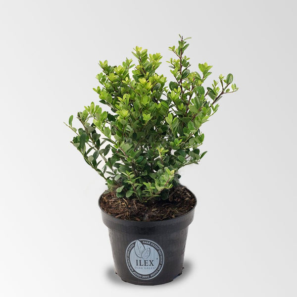 Ilex 20 – 30 cm