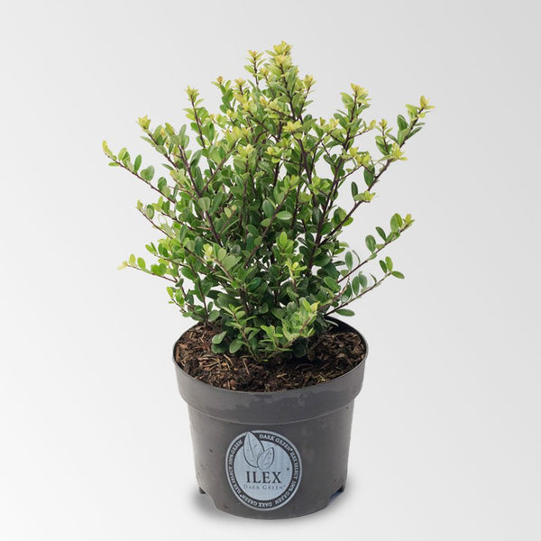 Wat kost een Ilex plant