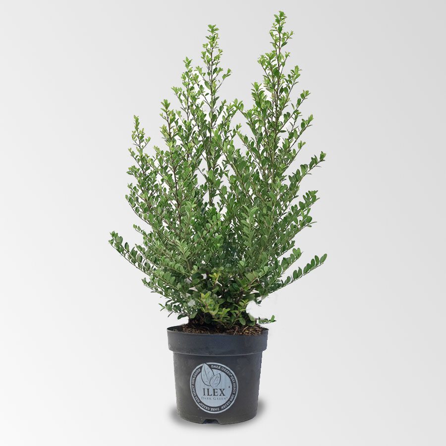 Ilex 70 – 90 cm