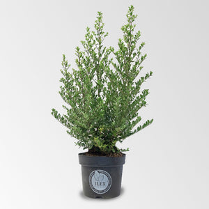 Ilex 70 – 90 cm 1