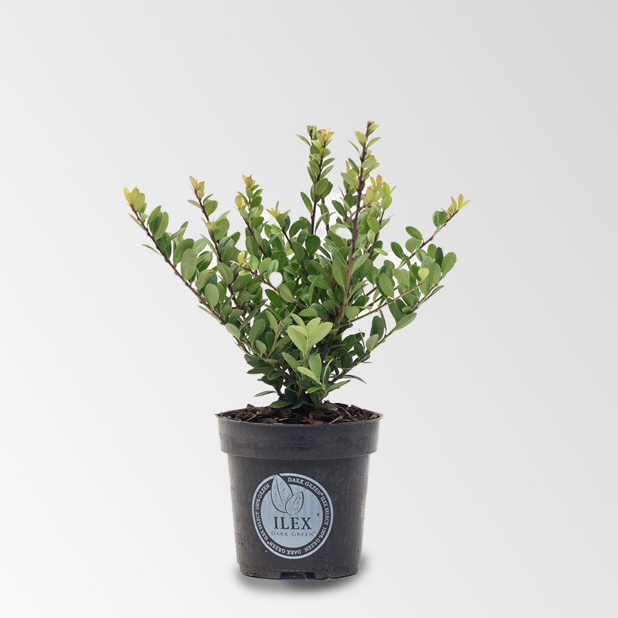 Ilex 15 – 20 cm