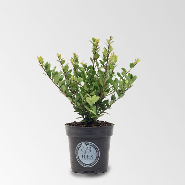Ilex 15 – 20 cm