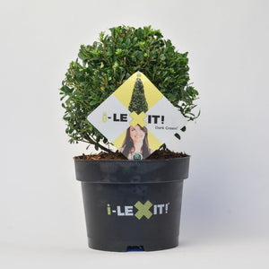 Ilex Bol – Ø20 cm 1