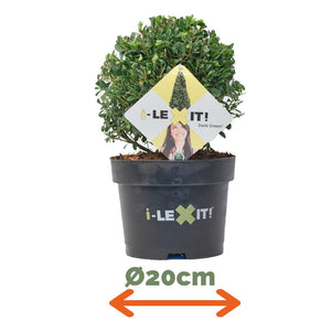 Ilex Bol – Ø20 cm 2