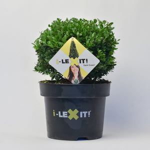 Ilex Bol – Ø25 cm 1