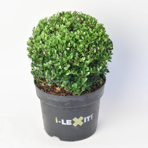 Ilex Bol – Ø30 cm 5